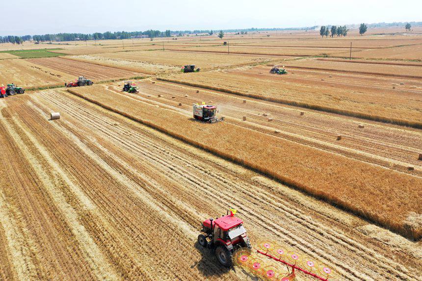 收割現(xiàn)場(chǎng)。吳波攝