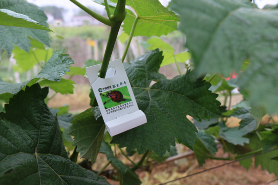 綠色的水果枝葉上掛著赤眼蜂卵卡。受訪單位供圖