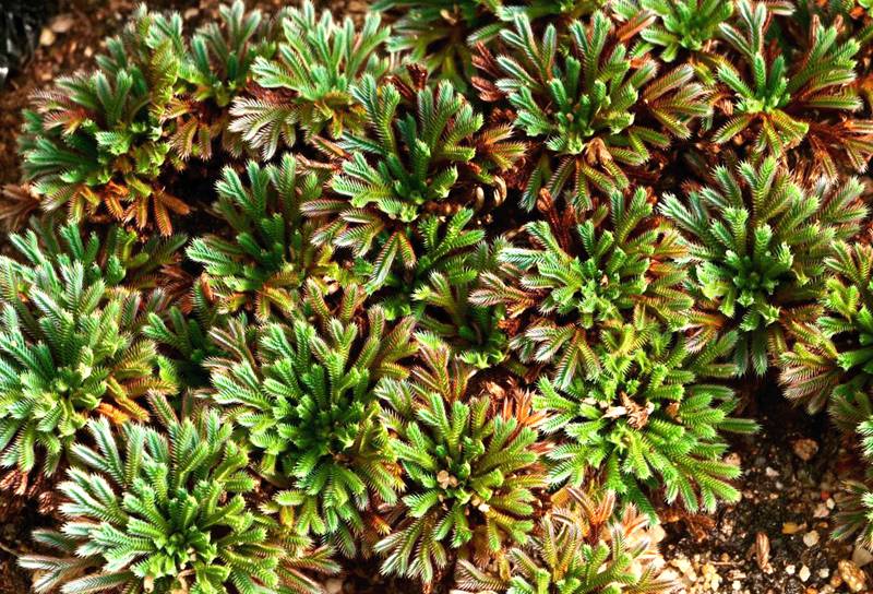 彩虹卷柏的葉片呈彩虹色。袁浪興供圖