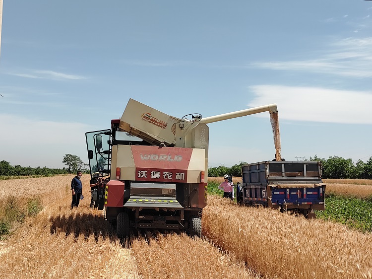 臨汾市堯都區(qū)賈得鄉(xiāng)大王村麥收現(xiàn)場。劉婷婷攝