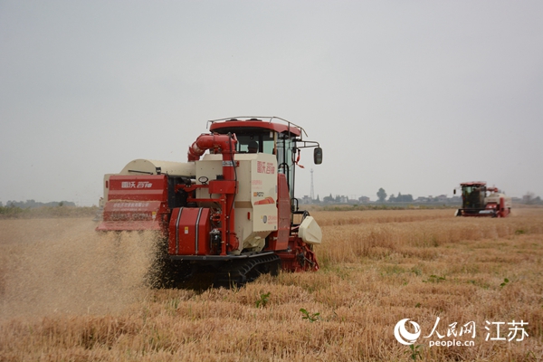 5月下旬，勝利圩高標(biāo)準(zhǔn)農(nóng)田內(nèi)，大型收割機(jī)作業(yè)。韋東寧攝