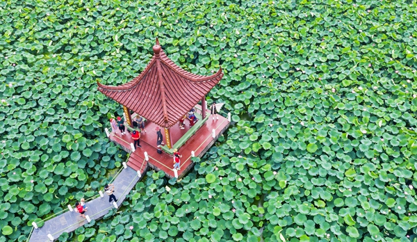 圖為金湖萬畝荷花蕩。陳義寶攝