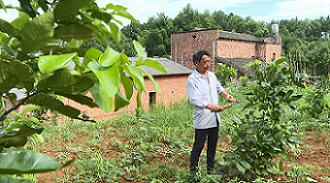 泉塘村村民正在修剪柚子樹樹枝。單位供圖