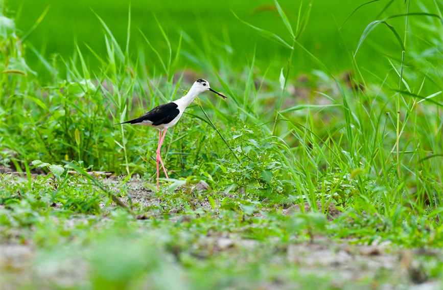 生態(tài)綠屏修復完成，吸引眾多野生動物在此棲息繁衍。翟鑫彬攝