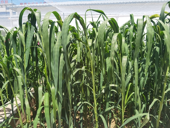 河北省張家口農(nóng)科院試驗田中的“張雜谷”正在茂盛生長。 受訪者供圖