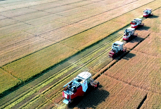 今年6月，河北省衡水市阜城縣碼頭鎮(zhèn)戈家墳村的麥田里，大型聯(lián)合收割機(jī)“組團(tuán)”作業(yè)。 苗鳳強(qiáng)攝