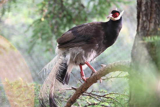 小五臺山國家級自然保護區(qū)繁育基地中的褐馬雞。姚偉強攝