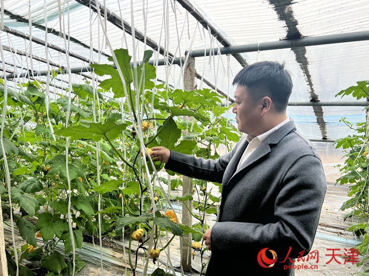 西青區(qū)辛口鎮(zhèn)大杜莊村黨總支書記、村委會主任畢紅鴿介紹當(dāng)下大棚里種植的造型奇特的文玩葫蘆。  人民網(wǎng) 孫翼飛攝