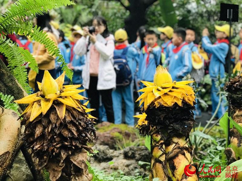 植物館里的地涌金蓮。地涌金蓮原產(chǎn)中國(guó)云南，為中國(guó)特產(chǎn)花卉。人民網(wǎng) 董兆瑞攝