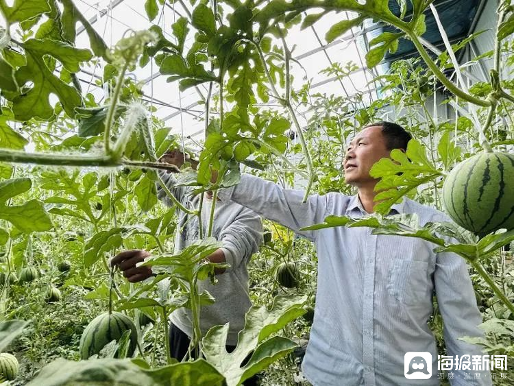 西瓜、藍(lán)莓、草莓上高原！山東濰坊援藏組因地制宜打造特色蔬菜發(fā)展中心