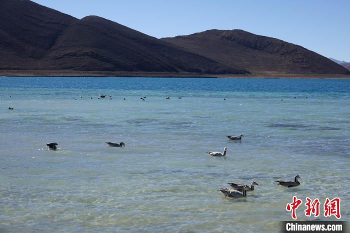圖為過冬的候鳥在羊湖游弋?！∪轿木?攝