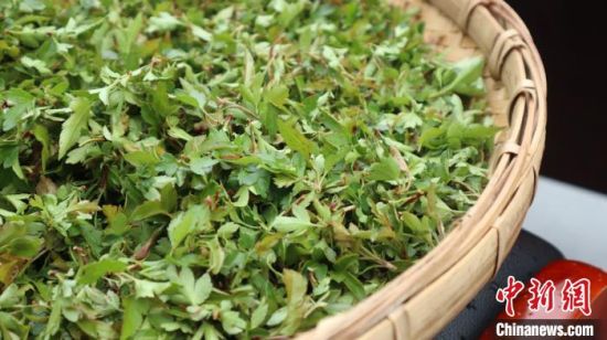 圖為班瑪藏雪茶。　孫睿 攝