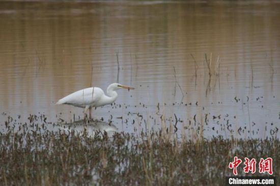 圖為大白鷺?？婶斂撕?托素湖自然保護區(qū)服務中心供圖 　　