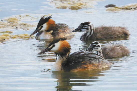普氏原羚。