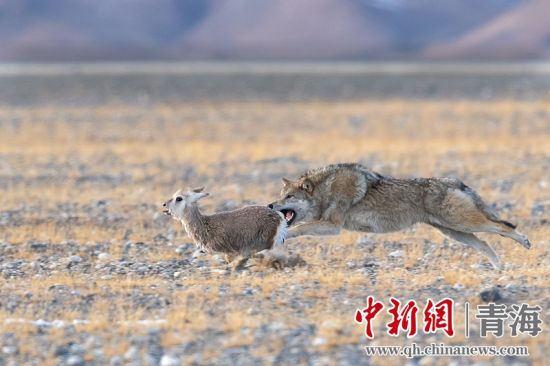 圖為獲獎(jiǎng)作品。同海元供圖