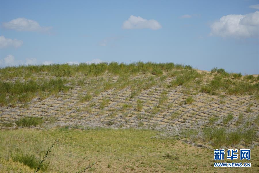 （決戰(zhàn)決勝脫貧攻堅(jiān)·圖文互動）（3）高原鄉(xiāng)鎮(zhèn)沙珠玉 治沙斗貧成“綠海”——青海省共和縣沙珠玉鄉(xiāng)采訪見聞