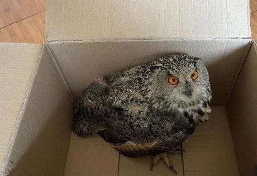 圖為青海省西寧市大通縣公安局森林警察大隊民警救助的國家二級保護野生動物——雕鸮。　青海省公安廳森林警察總隊供圖 攝