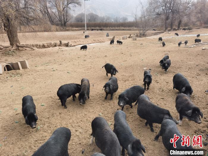 圖為藏香豬?！∑钤鲚?攝