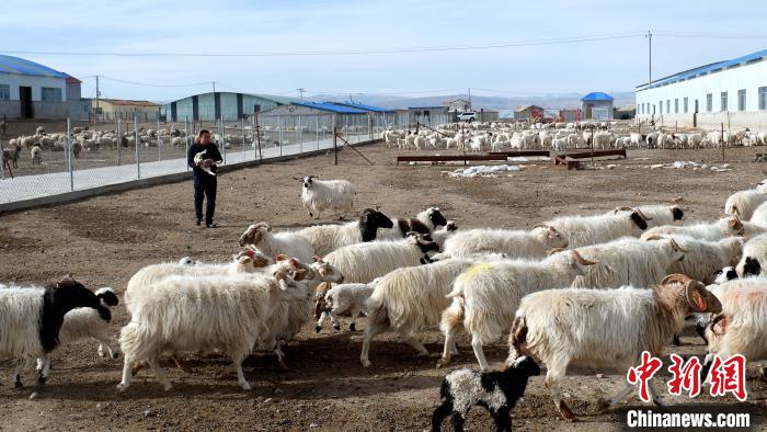 圖為馬金山查看羊羔長(zhǎng)勢(shì)?！±铍h 攝