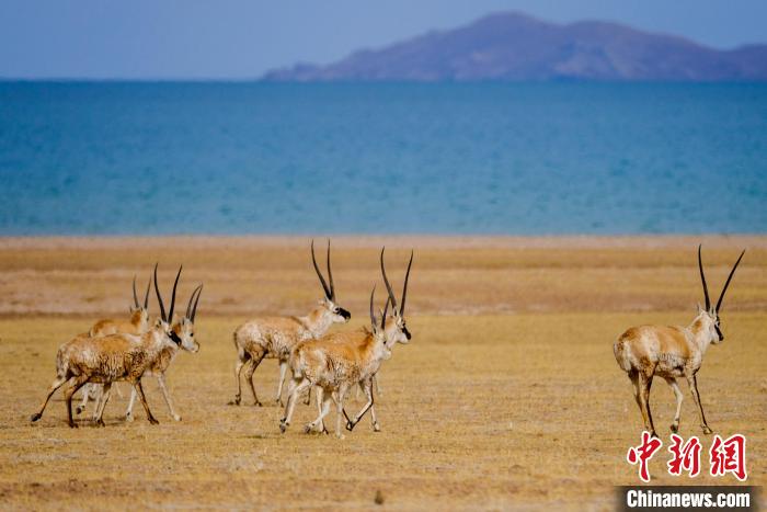 圖為西藏藏羚羊在色林錯湖邊覓食，隨著保護(hù)措施的不斷加強(qiáng)，如今西藏藏羚羊種群數(shù)量獲得恢復(fù)性增長。　江飛波 攝