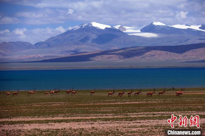 從317國道遠(yuǎn)眺達(dá)則錯(cuò)，湖岸藏羚羊與雪山美景令人矚目?！?lt;a target='_blank' ><p  align=