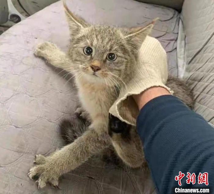 西寧機(jī)場(chǎng)成功救助國家一級(jí)保護(hù)動(dòng)物荒漠貓