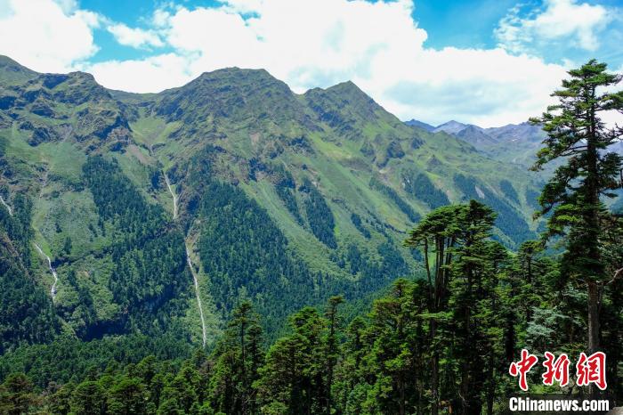 圖為西藏玉麥鄉(xiāng)森林資源。(資料圖) 江飛波 攝