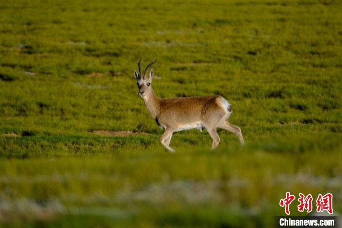 圖為西藏納木錯(cuò)湖邊的藏原羚休閑覓食?！〗w波 攝