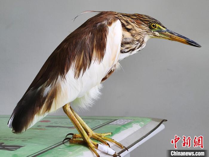 圖為被救助的國家一級(jí)重點(diǎn)保護(hù)動(dòng)物池鷺?！×鴿商?攝