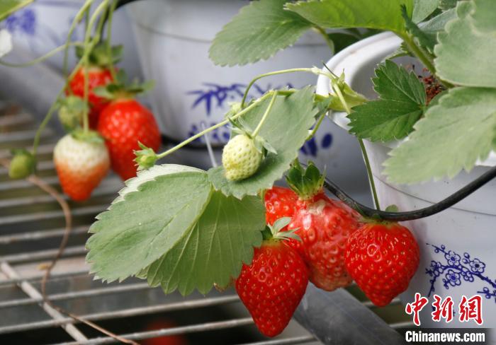 青?；ブ捍蛟烊珖畲蟾咴葺N苗繁育中心