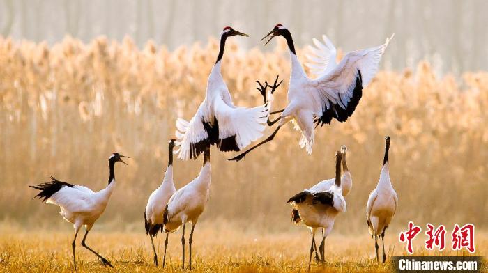 江蘇鹽城黃海濕地上的丹頂鶴?！←}城市委宣傳部供圖