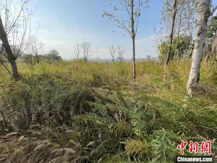 發(fā)現(xiàn)的加拿大一枝黃花?！畈?攝