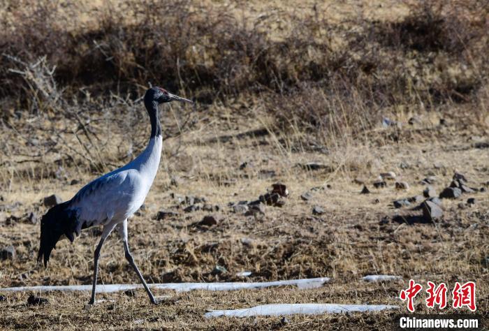 圖為一只黑頸鶴在拉薩市林周縣境內(nèi)田間覓食?！∝暩聛?lái)松 攝