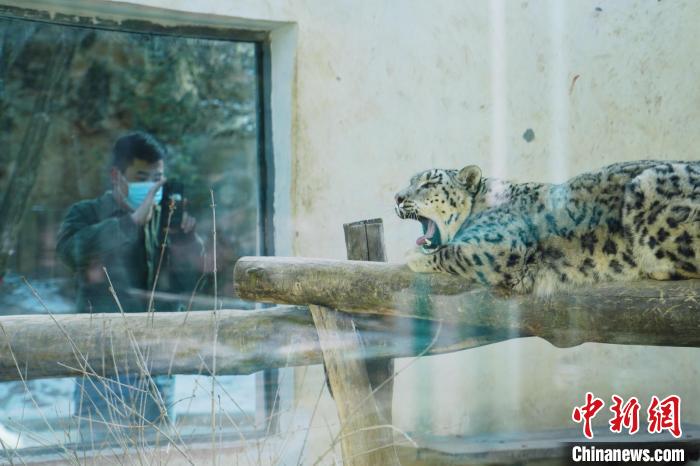 圖為雪豹“奶爸”史壽軍正在直播?！●R銘言 攝