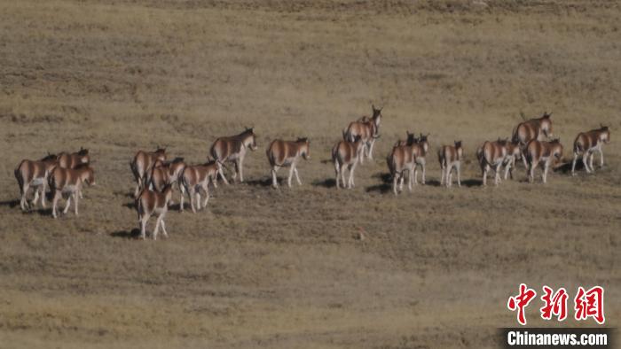 圖為草地上的西藏野驢?！“簿S斌 攝