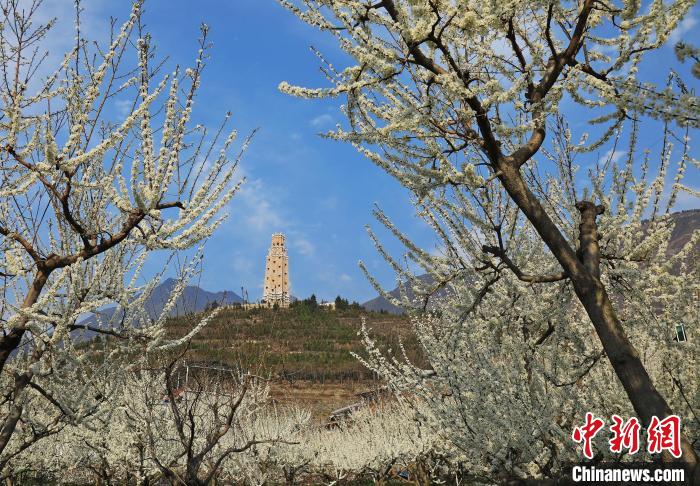 潔白的李花與碉樓交相輝映，勾勒出一幅美麗的和諧生態(tài)畫卷?！『吻搴?攝