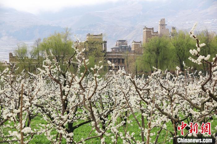 潔白的李花與村寨交相輝映，勾勒出一幅美麗的和諧生態(tài)畫卷?！『吻搴?攝