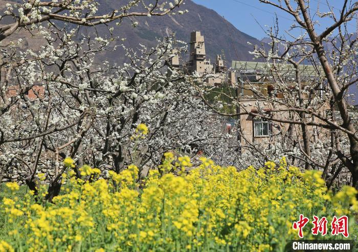 潔白的李花與村寨交相輝映，勾勒出一幅美麗的和諧生態(tài)畫卷?！『吻搴?攝