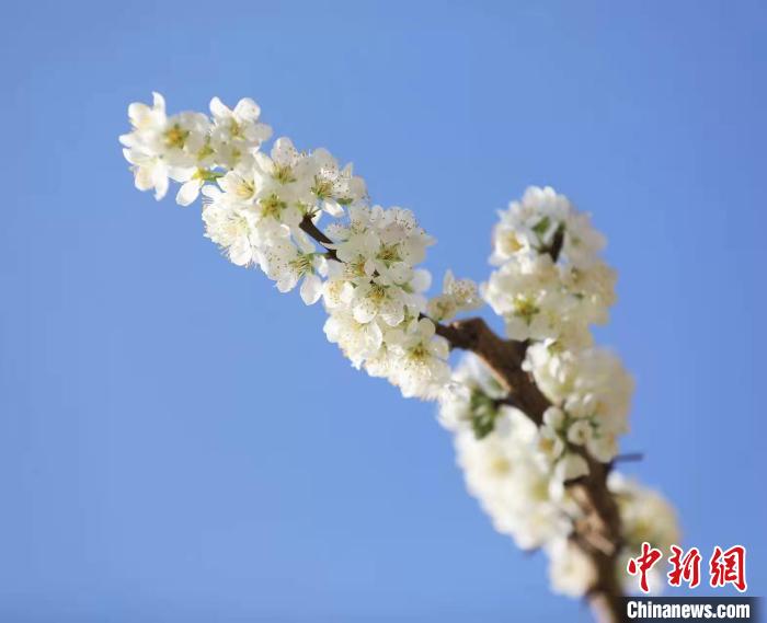 李花盛開?！『吻搴?攝