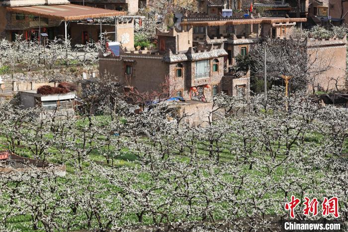 潔白的李花與村寨交相輝映，勾勒出一幅美麗的和諧生態(tài)畫卷?！『吻搴?攝