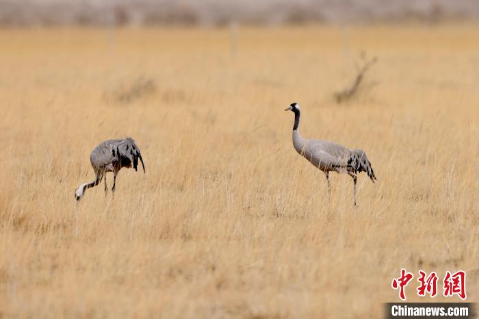 圖為灰鶴在青海海西蒙古族藏族自治州都蘭縣巴隆地區(qū)“閑庭漫步”。　 松太加 攝