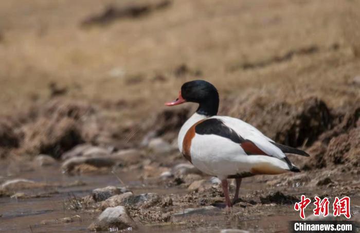 圖為翹鼻麻鴨?！」Π栽?攝