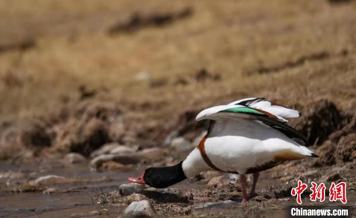 圖為翹鼻麻鴨?！」Π栽?攝