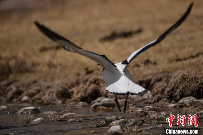 圖為騰飛的翹鼻麻鴨。　功霸扎西 攝