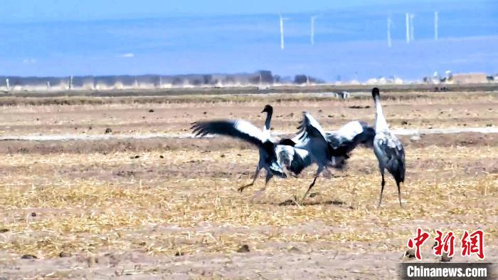 圖為黑頸鶴追逐嬉戲?！￡惷髡?攝