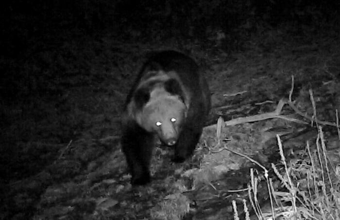 青海互助北山70年來首次發(fā)現棕熊活動軌跡