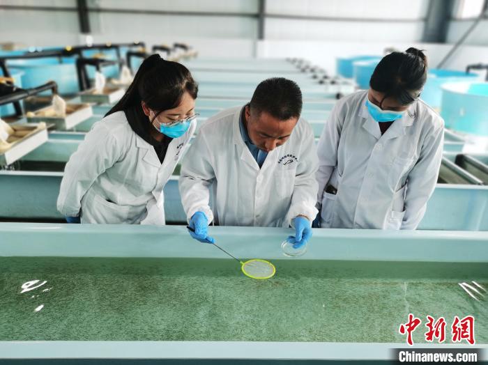 圖為工作人員檢查魚苗?！?zhí)砀?攝