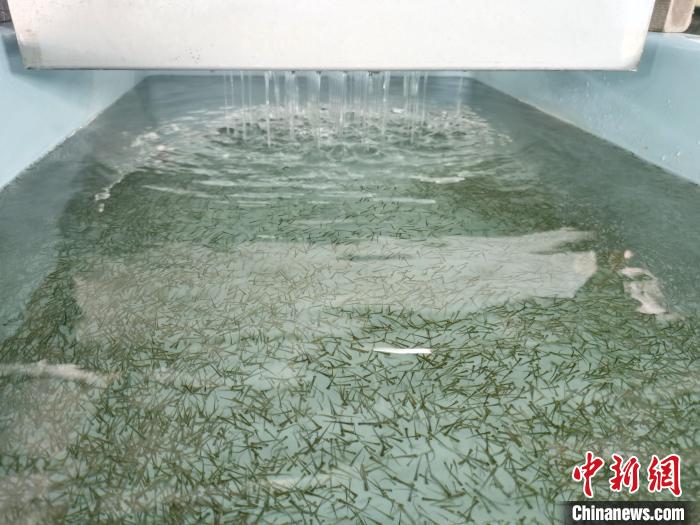 圖為正在育苗?！?zhí)砀?攝