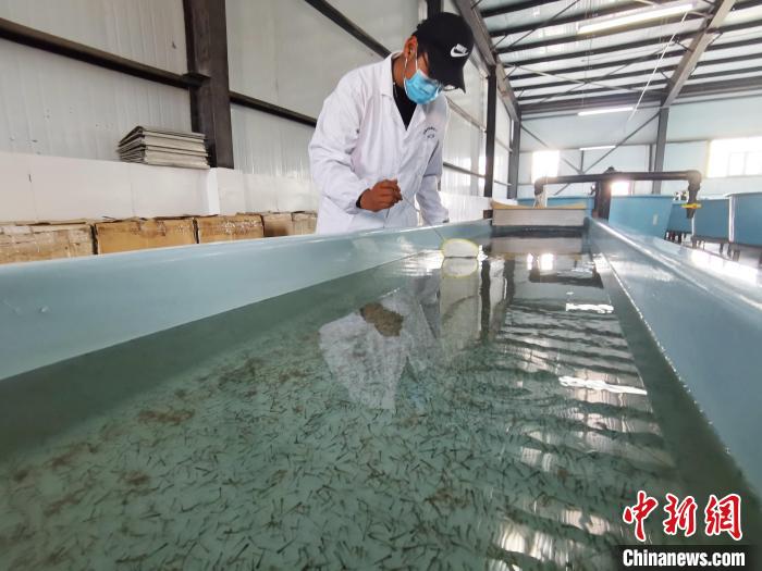 圖為工作人員檢查魚苗?！?zhí)砀?攝