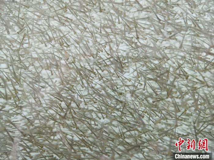 圖為密集分布的魚苗。　張?zhí)砀?攝